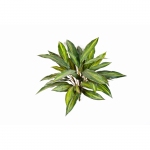 Dracaena bush 48cm